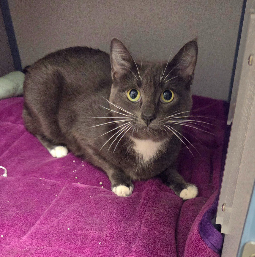 Tushkin, Domestic Short Hair
