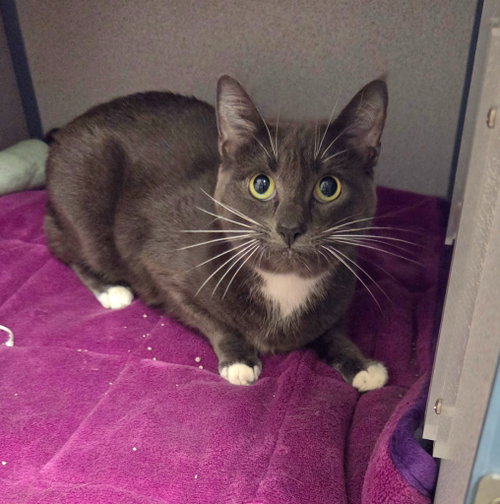 Tushkin, a cat for adoption from Humane Association of CNY