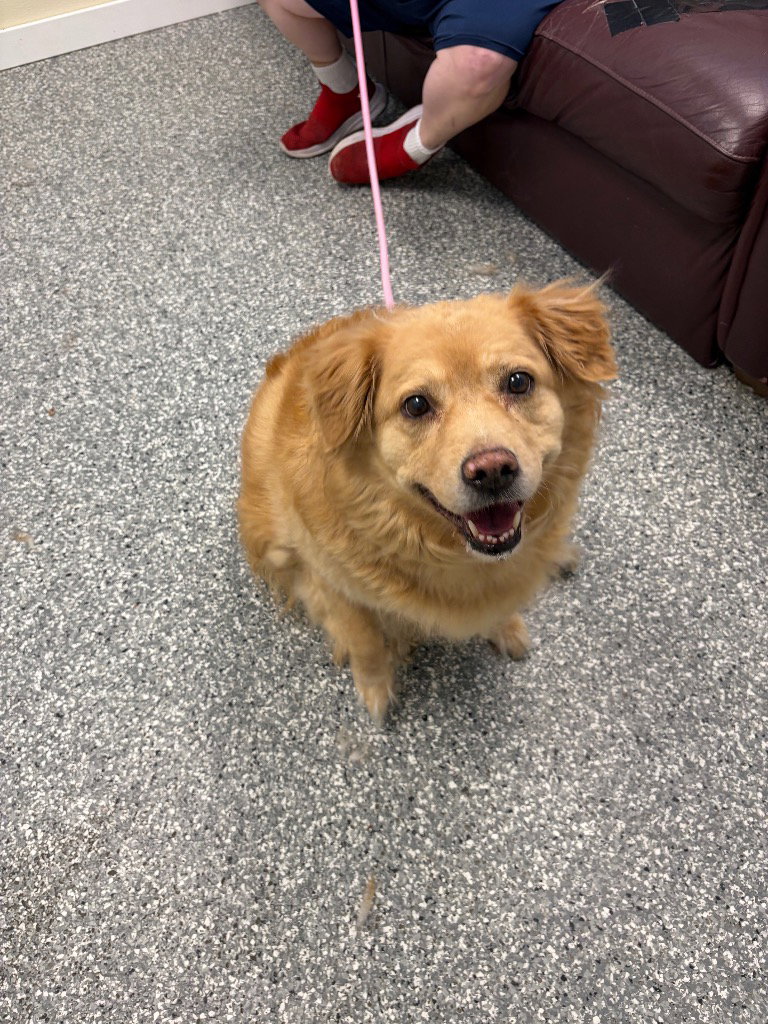 Ember, Retriever