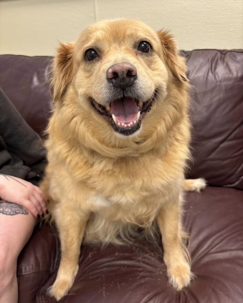 Ember, a dog for adoption from Humane Association of CNY