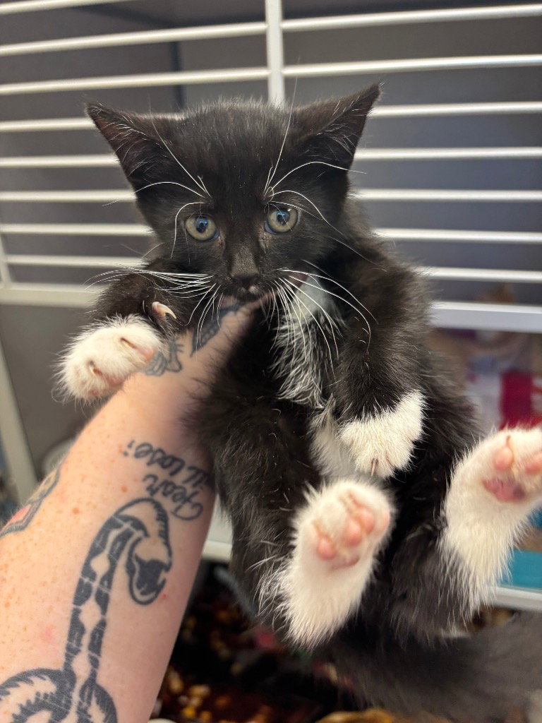 Magneto, Domestic Short Hair