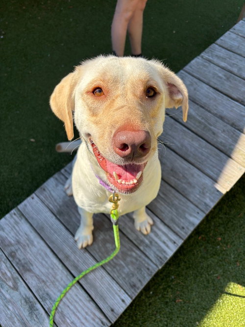 Marlee, a dog for adoption from Humane Association of CNY