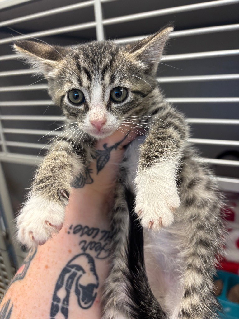 Professor X, Domestic Short Hair