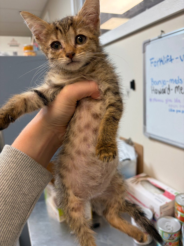 Ruffles, Domestic Short Hair