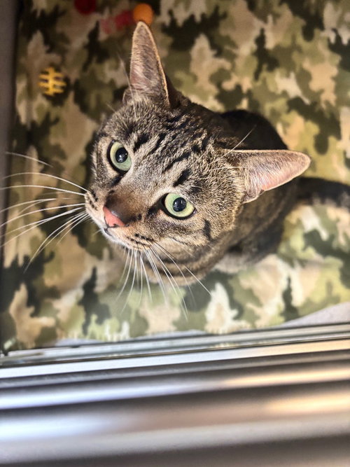 Banjo, a cat for adoption from Humane Association of CNY