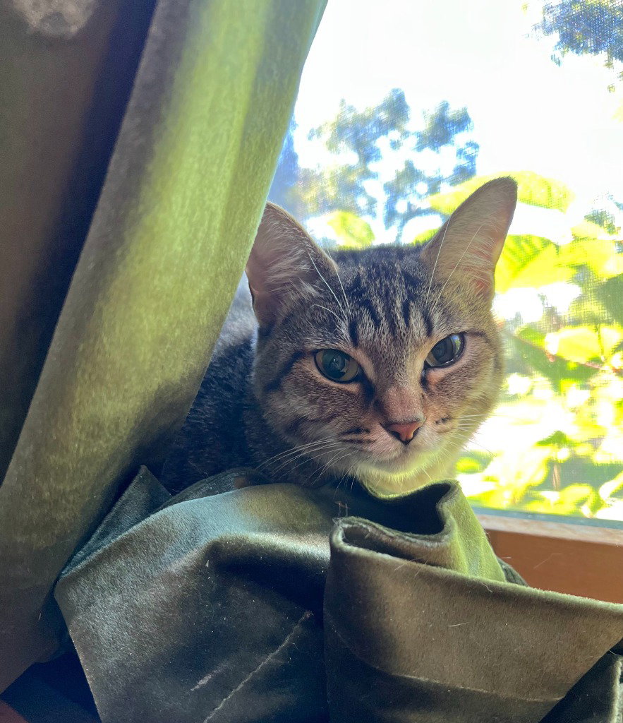 Piper, Domestic Short Hair