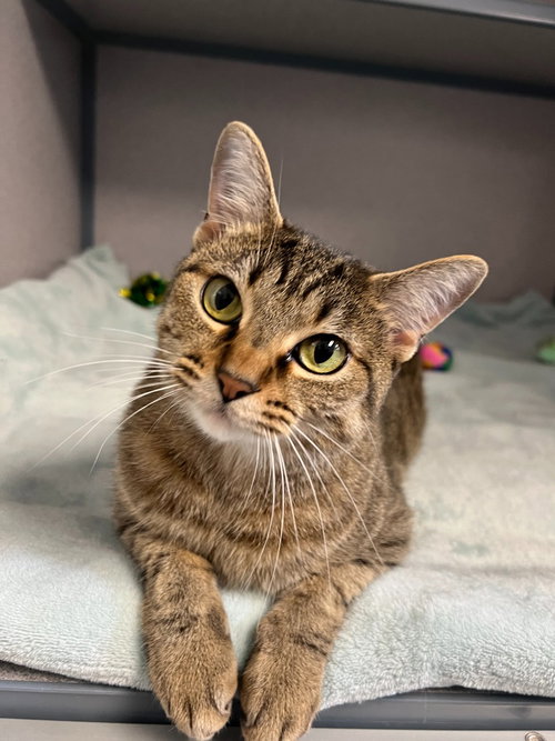 Piper, an adult female cat up for adoption