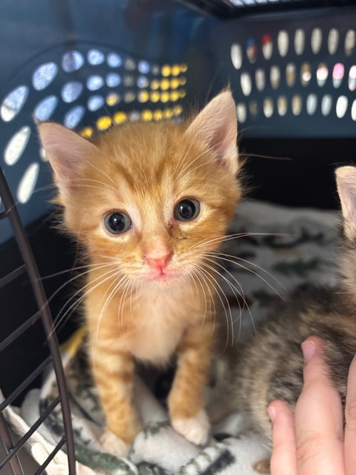 Shrimp Tempura Roll, a cat for adoption from Humane Association of CNY