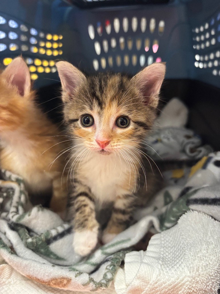 Volcano Roll, Calico
