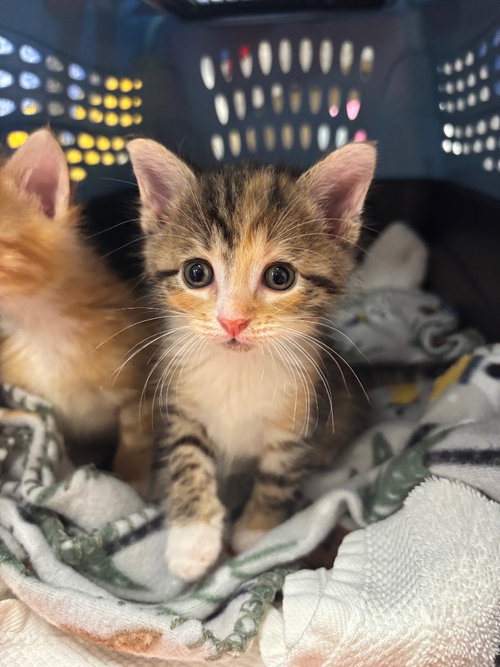 Volcano Roll, a cat for adoption from Humane Association of CNY