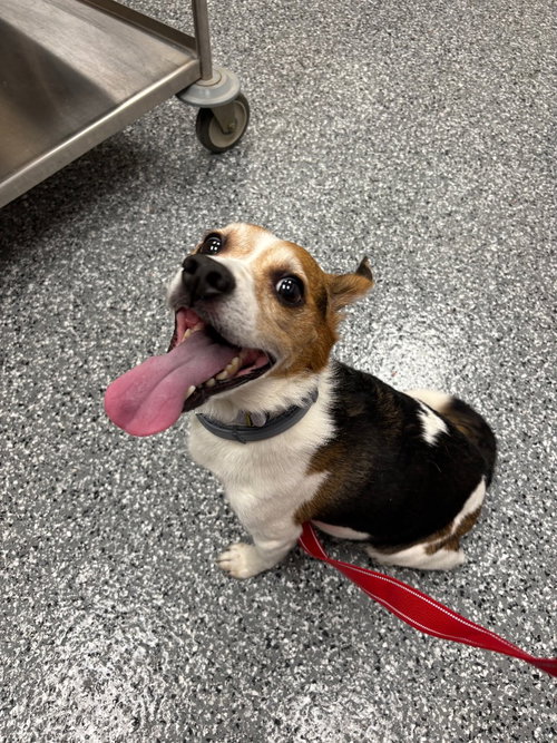 Mason, a dog for adoption from Humane Association of CNY