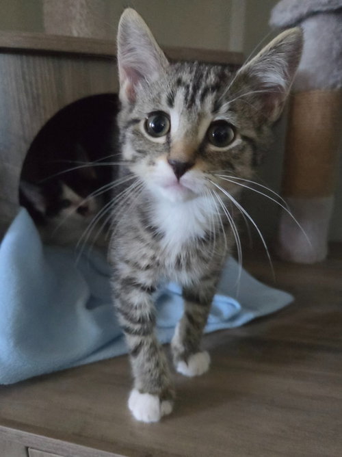 Cyclops, a cat for adoption from Humane Association of CNY