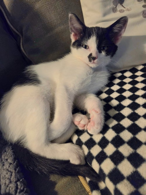 Rogue, a cat for adoption from Humane Association of CNY