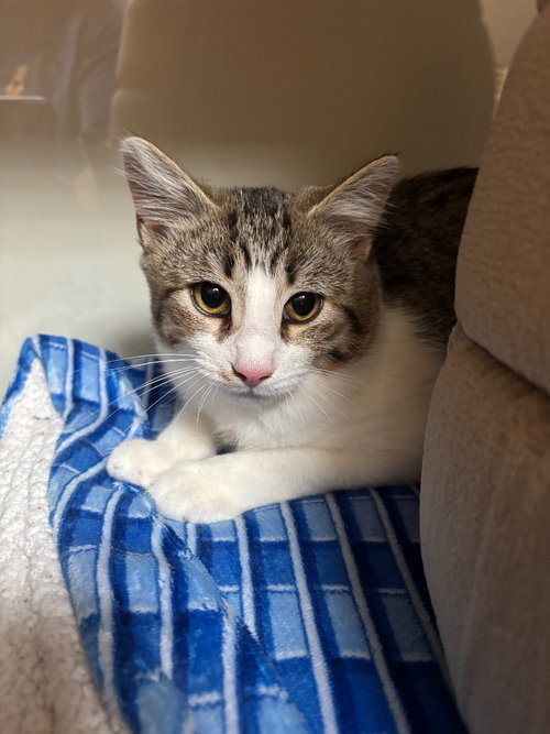 Leo, a cat for adoption from Humane Association of CNY