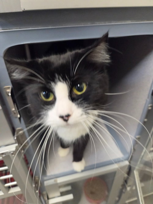 Magenta, a cat for adoption from Humane Association of CNY