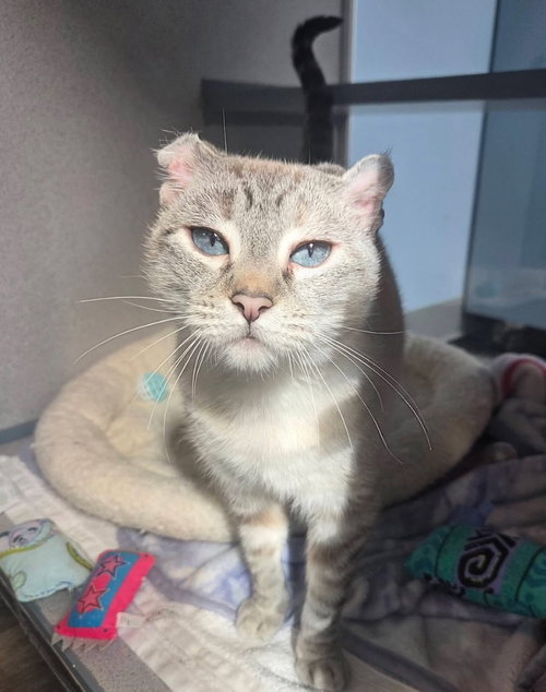Coco Cabana, a cat for adoption from Humane Association of CNY