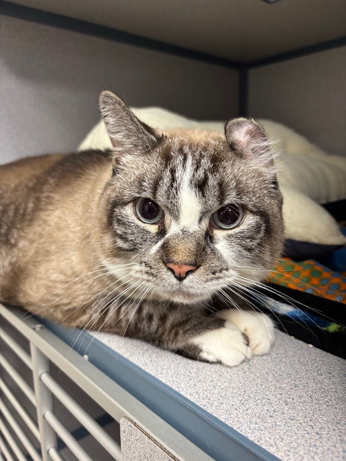 French Vanilla, a cat for adoption from Humane Association of CNY