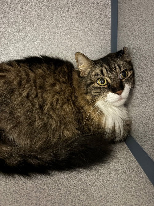 Irish Cream, a cat for adoption from Humane Association of CNY