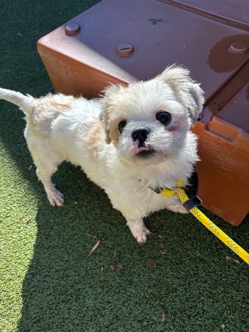 Mort, a dog for adoption from Humane Association of CNY