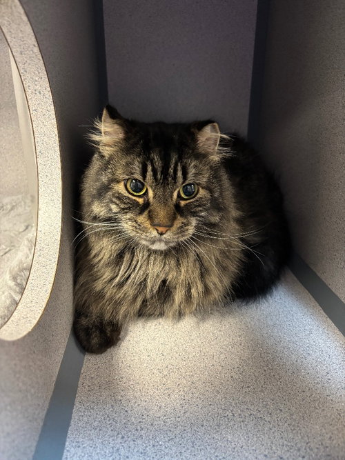 Salted Caramel, a cat for adoption from Humane Association of CNY