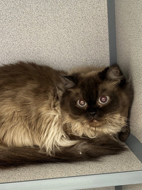 Toasted Marshmallow, a cat for adoption from Humane Association of CNY