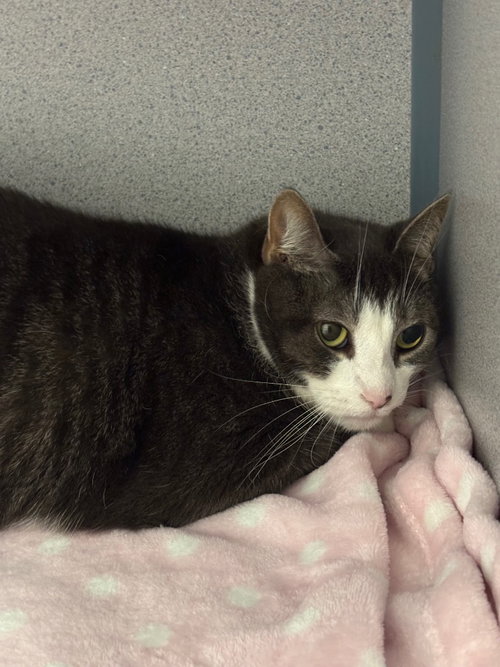 Toffee Almond, a cat for adoption from Humane Association of CNY