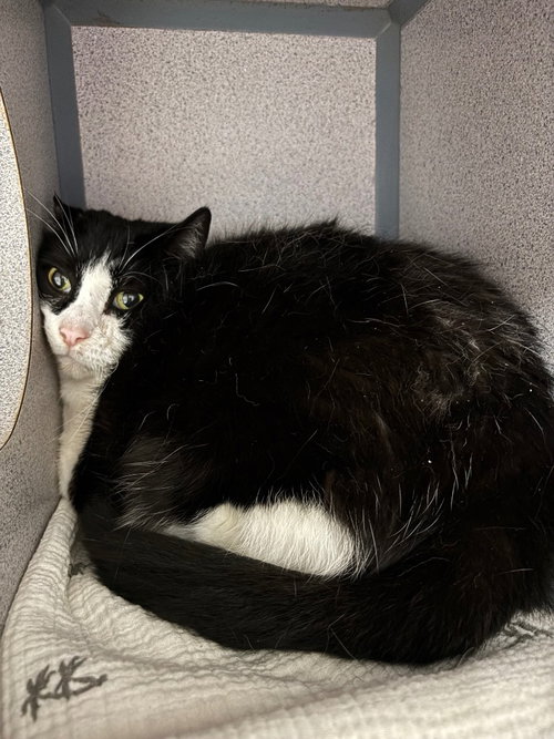 White Chocolate Mocha, a cat for adoption from Humane Association of CNY