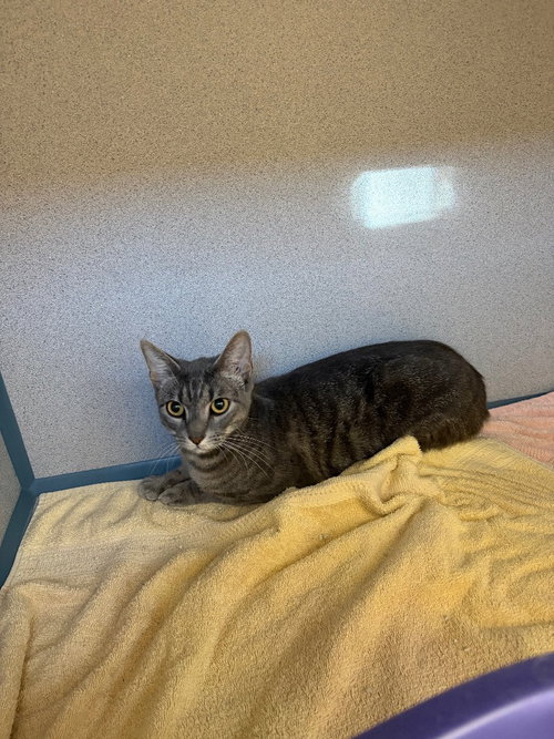 Wilda, a cat for adoption from Humane Association of CNY