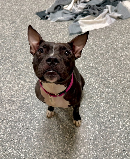 Amelia, a dog for adoption from Humane Association of CNY