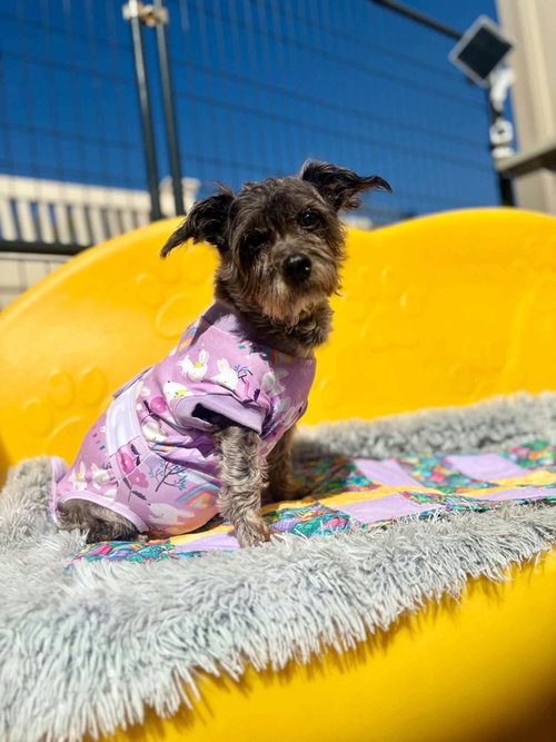 Shadow, a dog for adoption from Humane Association of CNY