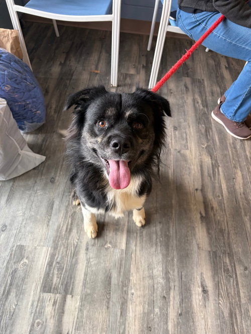 Dell, a dog for adoption from Humane Association of CNY