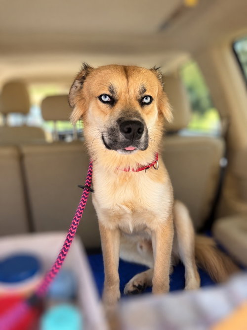 Mac, a dog for adoption from Humane Association of CNY