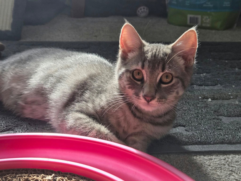 Jalapeno
