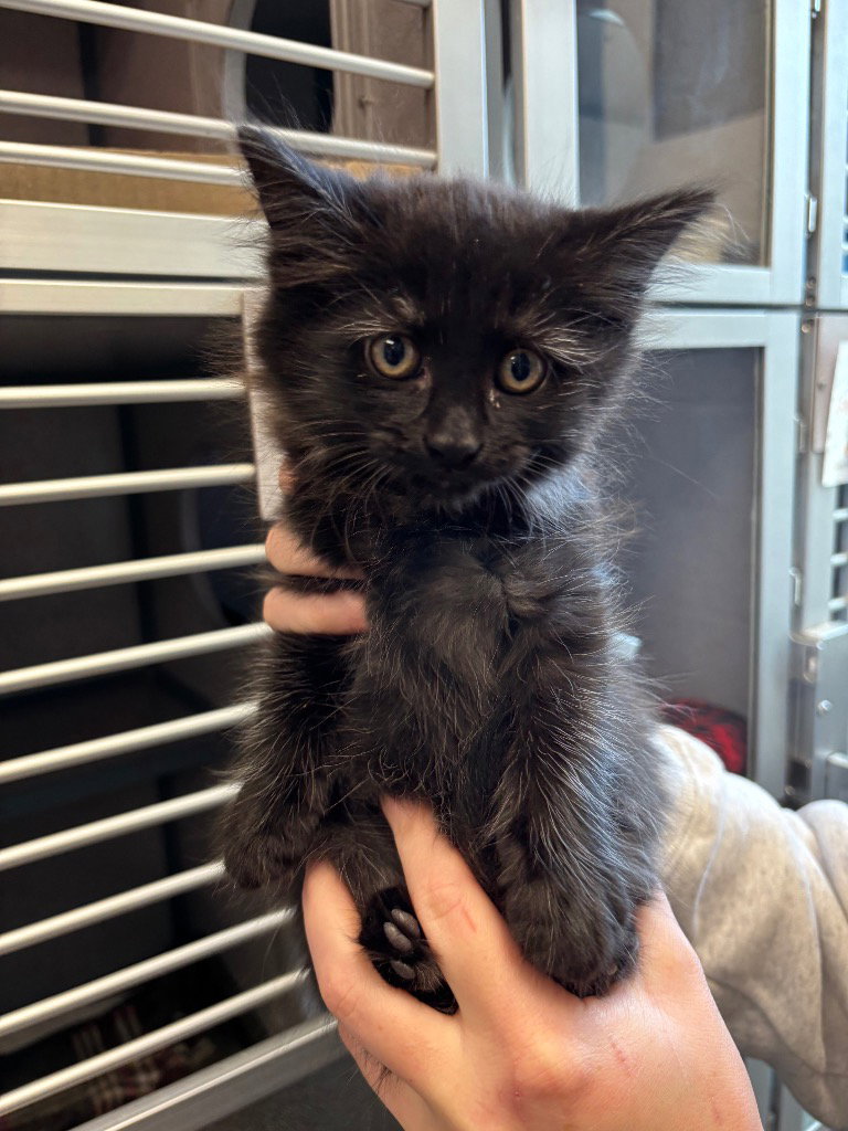 Salem