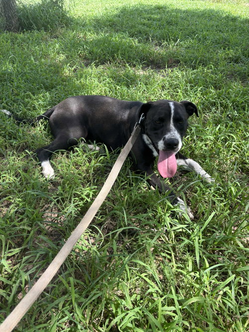 Aurora, an adoptable rescue dog