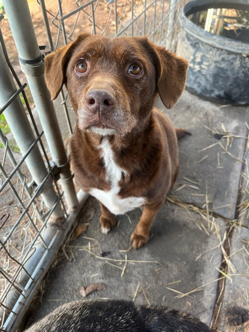 Bosco, an adoptable rescue dog