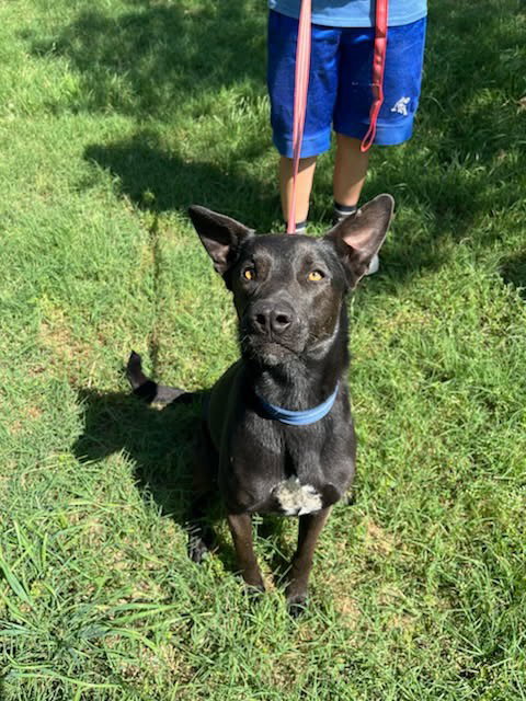 Brynn, an adoptable rescue dog