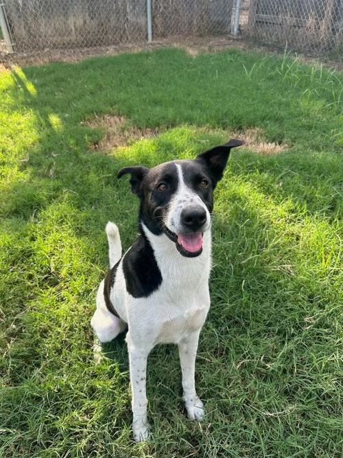 Carlee, an adoptable rescue dog