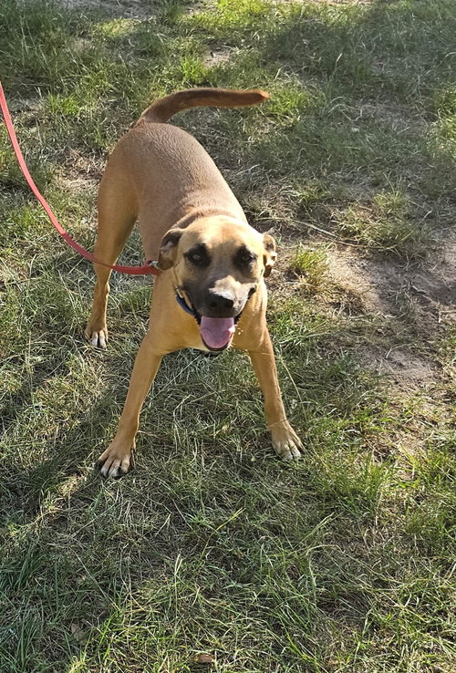 Chauncey, an adoptable rescue dog