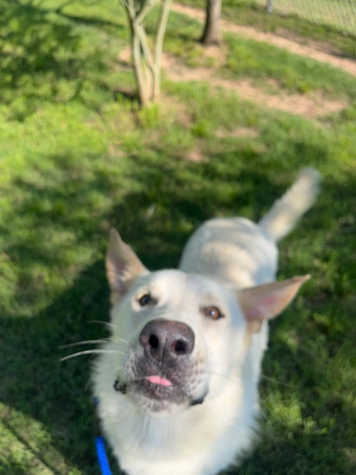 Dillinger, an adoptable rescue dog