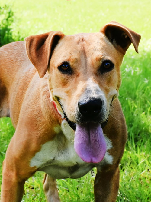 Echo, an adoptable rescue dog
