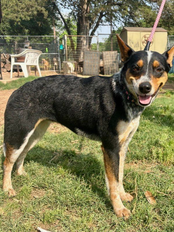 Australian Cattle Dog