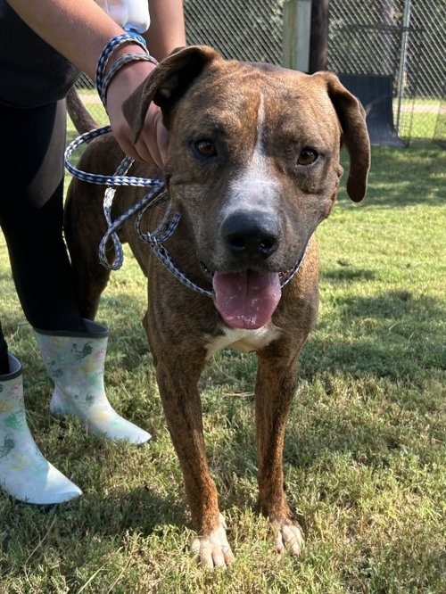 Elvis, an adoptable rescue dog