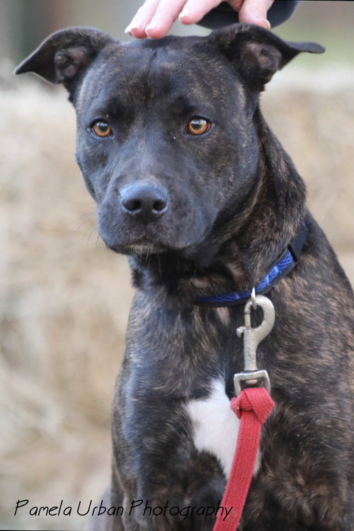 Emery, an adoptable rescue dog