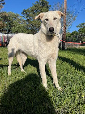 Great Pyrenees