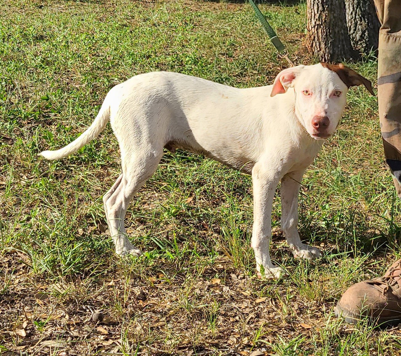 Labrador Retriever
