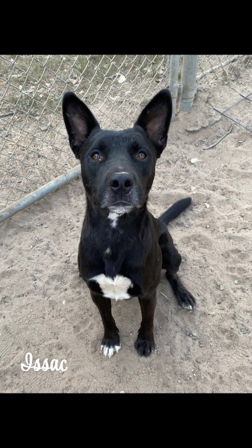 Isaac, an adoptable rescue dog