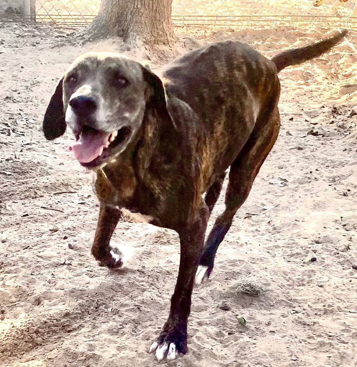 Catahoula Leopard Dog