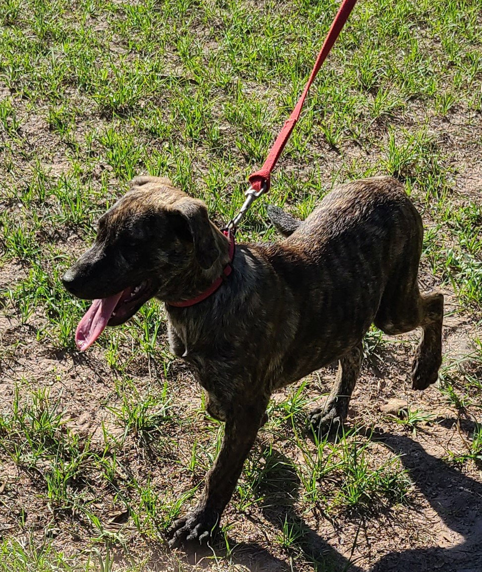 Blue Lacy