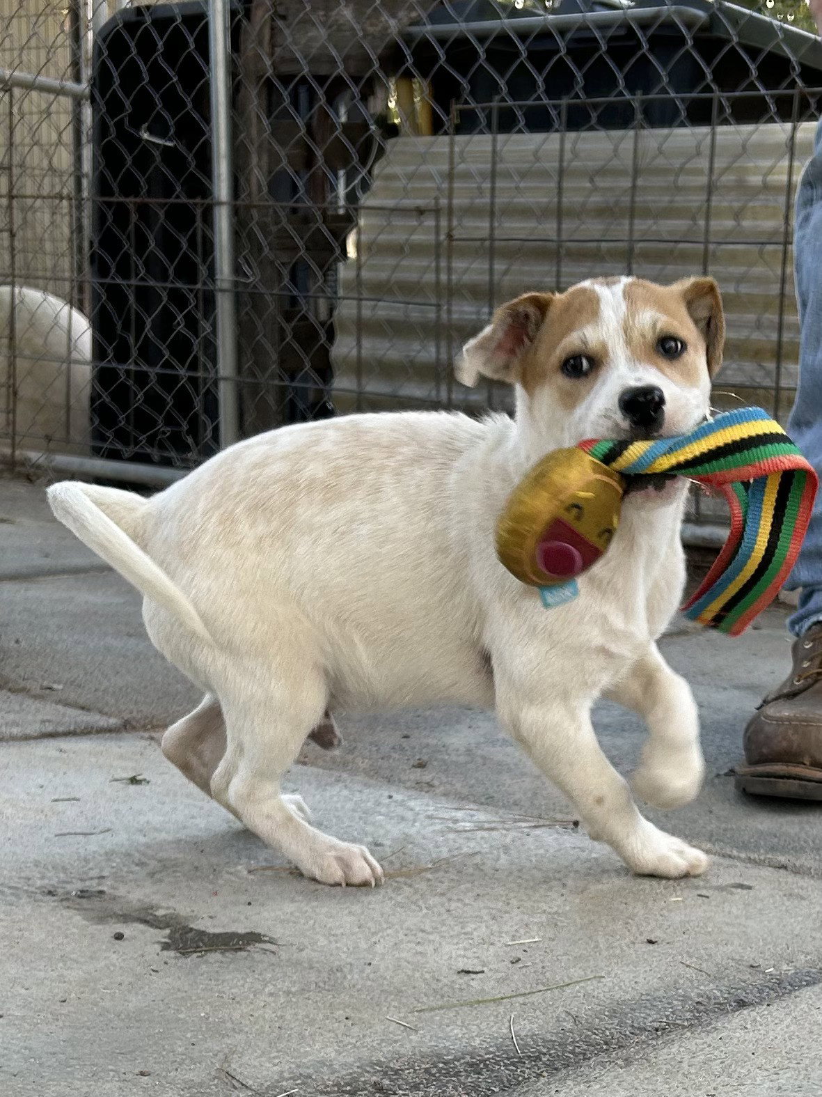 Terrier